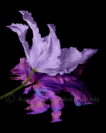 Clematis