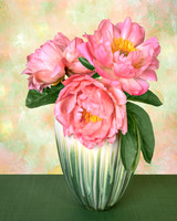 'Coral Charm' Peony Trio