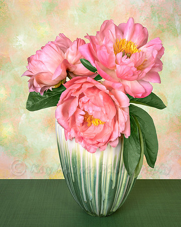 'Coral Charm' Peony Trio