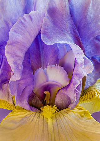 Purple and Yelow Iris